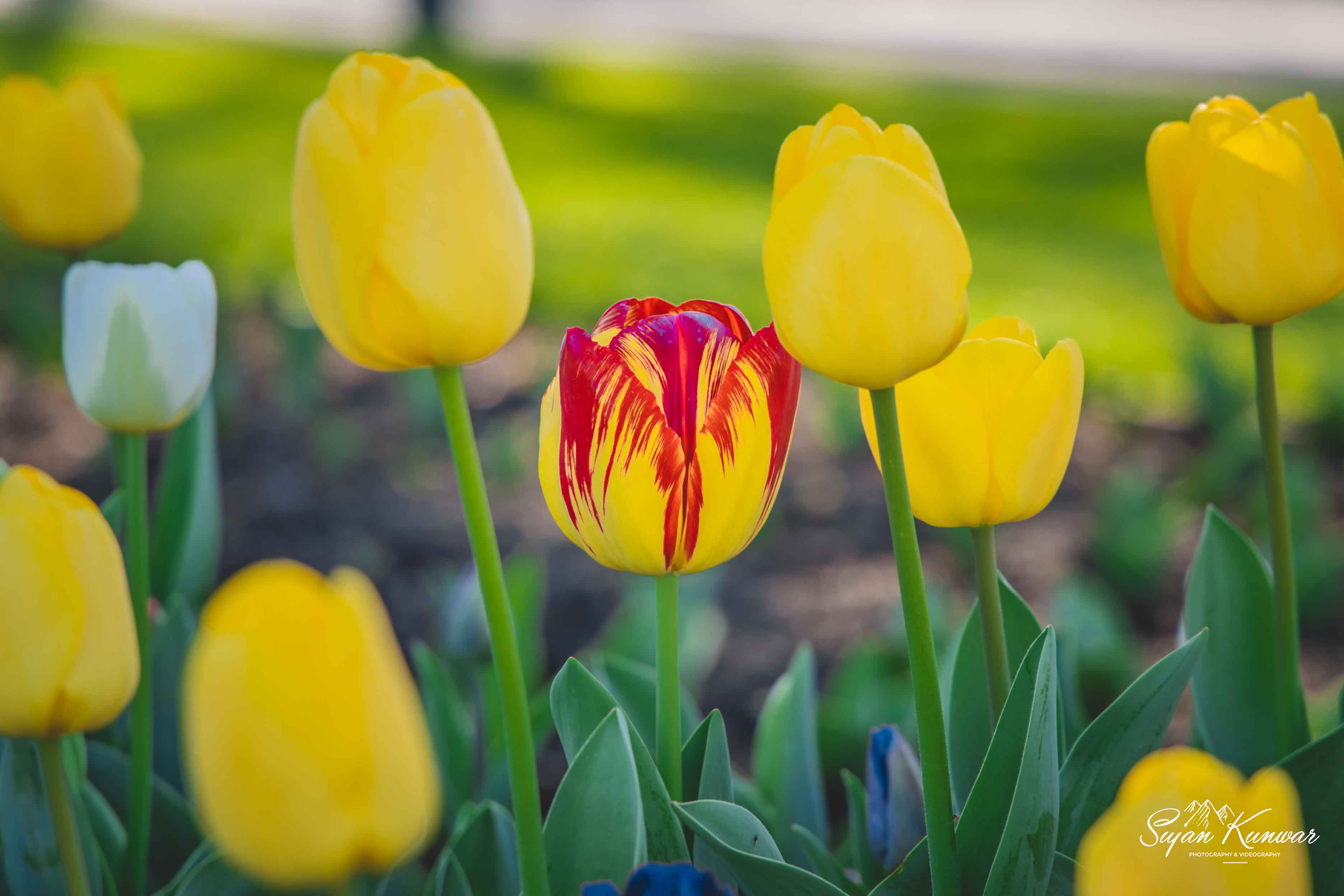 A Blooming Adventure: Exploring the Bendigo Tulip Display
